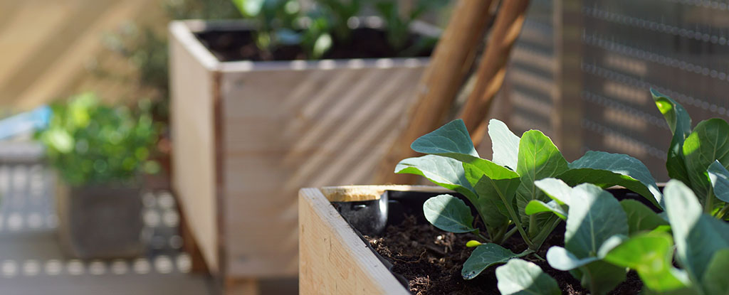 Hochbeete gestalten auf einer kleinen Terrasse