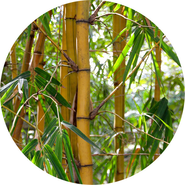 Bambus