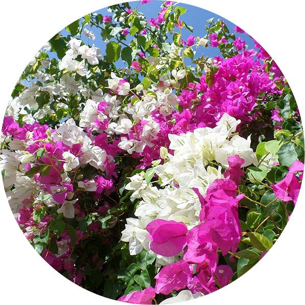 Bougainvillea