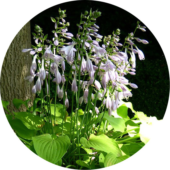 Hosta