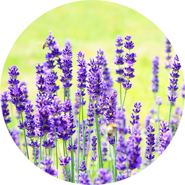 Lavendel