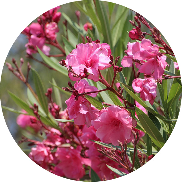 Oleander