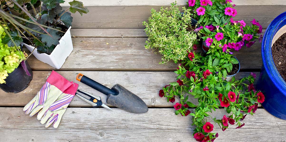 Optimale Terrassenbepflanzung